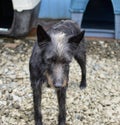 Closeup of a black shaggy dog standing on small rocks on the ground in a kennel