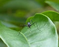 Closeup black small insert on a green leaf Royalty Free Stock Photo