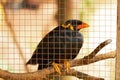 Closeup of black speaker bird in cage