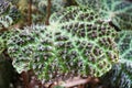 Closeup of the black spikes on Begonia Melanobullata green leaf