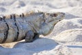 Closeup of a Black spiny-tailed iguana, Black iguana, or Black ctenosaur. Ctenosaura similis.