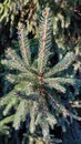 Closeup of a black spruce tree branch