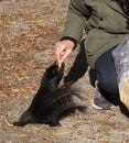 Closeup of a black squirrel taking a peanut from a person's hand