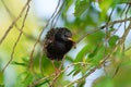 Closeup of a black starling bird Royalty Free Stock Photo