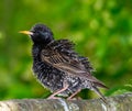 Closeup of a black starling bird Royalty Free Stock Photo