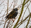 Closeup of a black starling bird