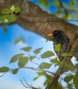 Closeup of a black starling bird Royalty Free Stock Photo