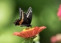 Closeup of Black Swallowtail Butterfly  Papilio polyxenes, Canada Royalty Free Stock Photo