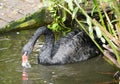 Closeup of a black swan searching for food in the water Royalty Free Stock Photo