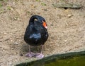 Closeup of a black swan standing at the water side, beautiful wild water bird from Australia Royalty Free Stock Photo