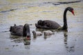 Closeup of the black swans family floating on the water's surface. Cochrane, Australia. Royalty Free Stock Photo