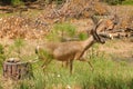Closeup of a Black-tailed Buck Royalty Free Stock Photo
