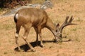 Closeup of Black-tailed buck feeding Royalty Free Stock Photo