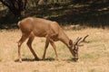 Closeup of Black-tailed buck feeding