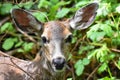 A closeup of Black-tailed deer`s face.