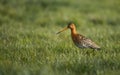 Closeup of a black-tailed godwit, Limosa limosa walking on the green grass.