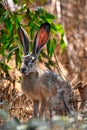 Closeup of a black-tailed jackrabbit (Lepus californicus) in grass Royalty Free Stock Photo