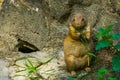 Closeup of a black tailed prairie dog holding and eating grass, popular tropical pet from America Royalty Free Stock Photo