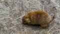 Closeup of a black tailed prairie dog, tropical rodent specie from America Royalty Free Stock Photo