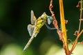 Closeup of a Black-tailed skimmer, Orthetrum cancellatum, eating Royalty Free Stock Photo