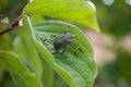 black thumbtack on plant leaf