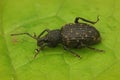 Closeup on the Black vine weevil, Otiorhynchus sulcatus sitting