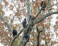 Closeup of black vultures perched on tree branches Royalty Free Stock Photo