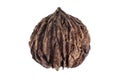 Closeup of black walnut from the Andes called tocte Royalty Free Stock Photo