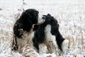 Closeup of a black and white Cocker Spaniel on a field covered with snow Royalty Free Stock Photo