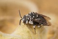 Closeup on the black and white colored editerranean cleptoparastie solitary bee, Thyreus ramosus