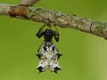 Black And White Crown Spider top view