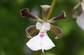 Closeup of the black and white flower of Encyclia Cordigera orchid