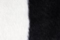 Closeup of black and white fur cow leather texture background. Macro of cow skin Royalty Free Stock Photo
