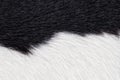 Closeup of black and white fur cow leather texture background. Macro of cow skin Royalty Free Stock Photo