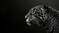 closeup of black and white jaguar face on black background Royalty Free Stock Photo