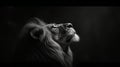 closeup of black and white lion face on black background Royalty Free Stock Photo