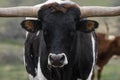 Closeup of black and white Longhorn bull Royalty Free Stock Photo