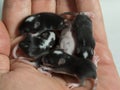 Closeup black and white newborn blind mouse babies on human hand Royalty Free Stock Photo