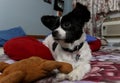 Closeup of a black and white Papillon dog laying in the room with its toys around Royalty Free Stock Photo