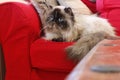 Closeup of a black and white Persian cat sitting on the sofa Royalty Free Stock Photo