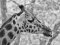 Closeup black and white shot of a patterned Northern giraffe Royalty Free Stock Photo
