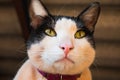 Closeup black and white striped mixed-breed cat