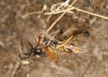 Closeup of a black widow spider attacking a bee on a spiderweb Royalty Free Stock Photo