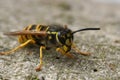 Closeup on a black and yellow German paperwasp, Vespula germanica sitting on wood