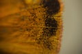 Closeup black and yellow mottled butterfly wing. Macro Vibrant insects, bugs