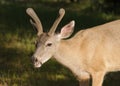 Closeup of a Blacktail buck