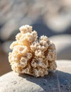 Closeup of a Bleached Coral Branch on a Smooth Beach Stone in Warm Light Royalty Free Stock Photo