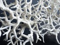 Closeup of bleached coral