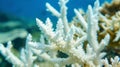 A closeup of a bleached coral in the fourth image reveals its stark white appearance devoid of any color or life