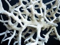 Closeup of bleached coral